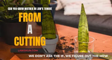 How to Propagate a Mother-in-Law's Tongue From Cuttings