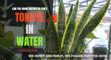 Mother-in-Law's Tongue: Water or Soil?