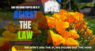 Poppy Cultivation: Legal or Illegal?