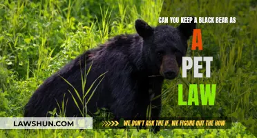 Black Bear Pet Ownership: Is it Legal?
