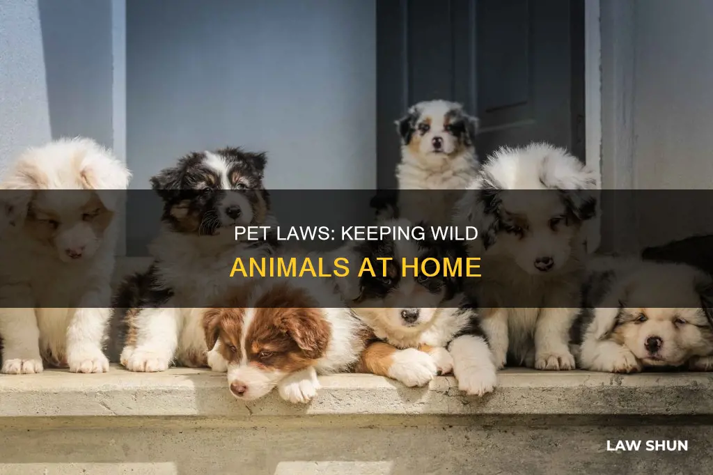 can you keep a dangerous animal as pet law