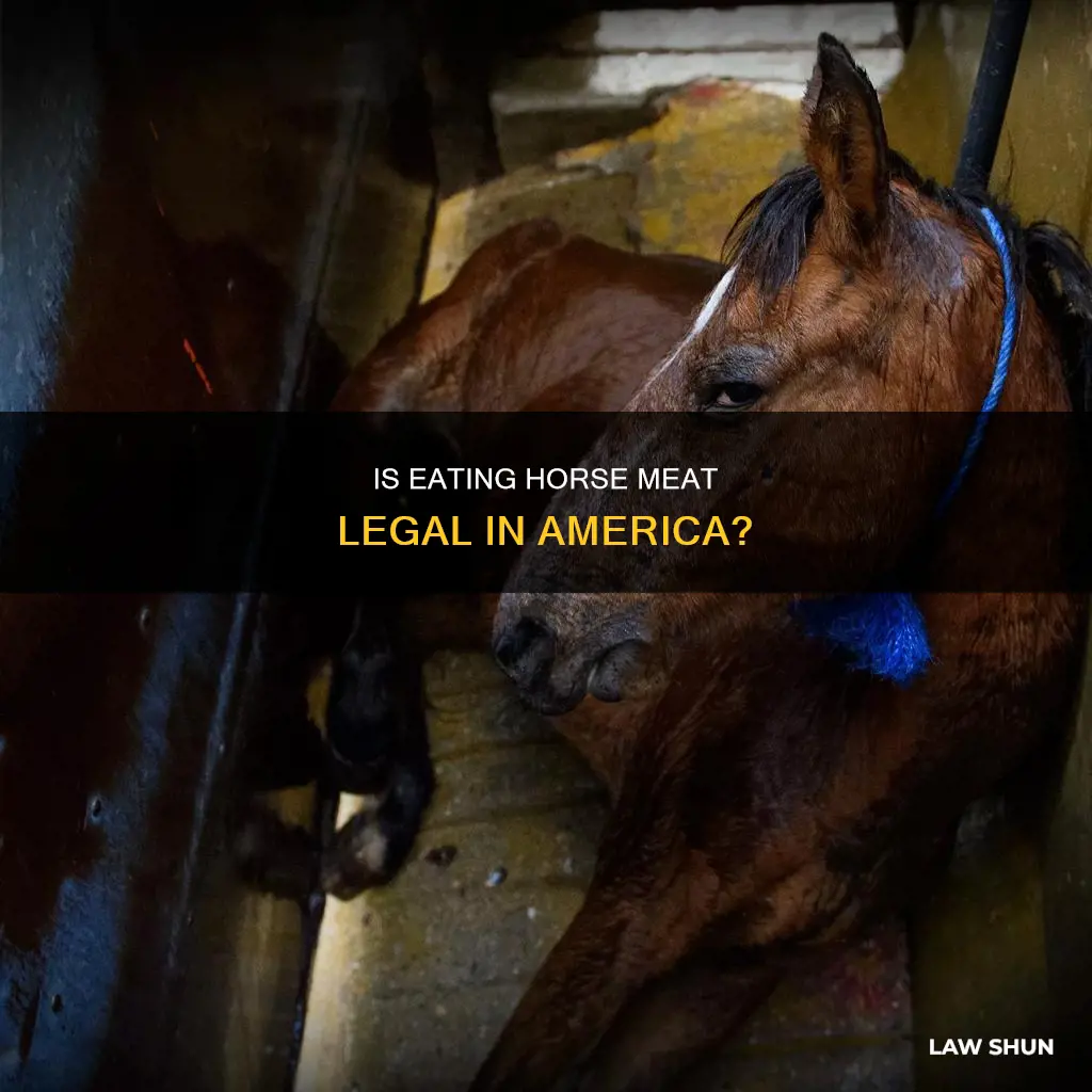 can you lawfully eat horse in america
