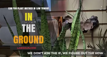 Mother-in-Law's Tongue: From Pot to Ground?