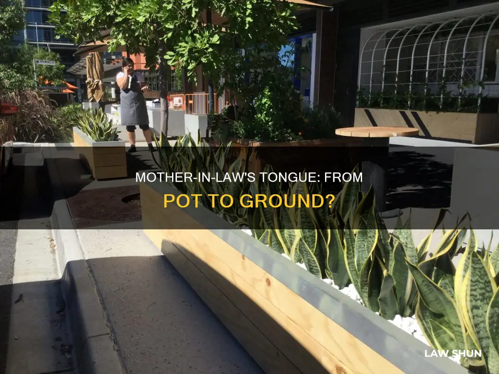 can you plant mother in law tongue in the ground