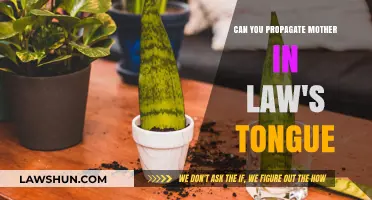 How to Propagate a Mother-in-Law's Tongue?
