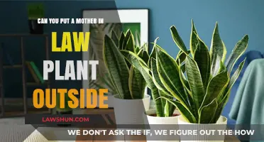 Mother-in-Law Plant: Outdoor Options