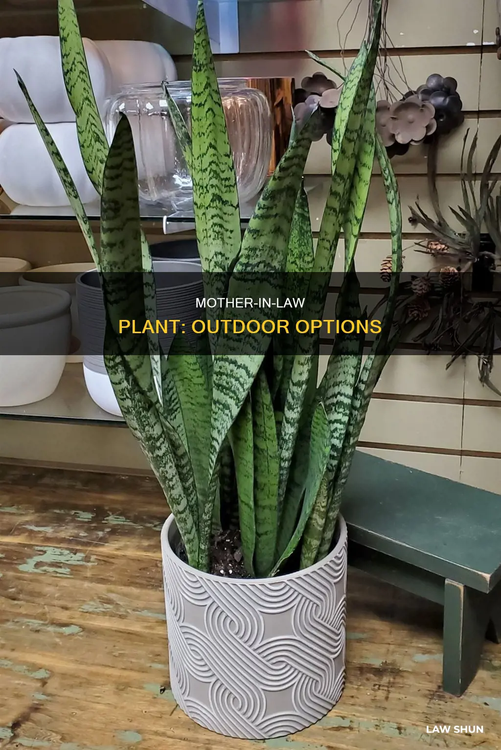 can you put a mother in law plant outside