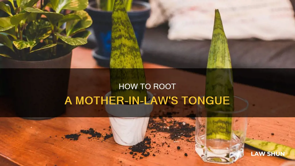 can you root mother in law tongue