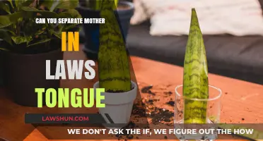 How to Propagate and Separate a Mother-in-Law's Tongue