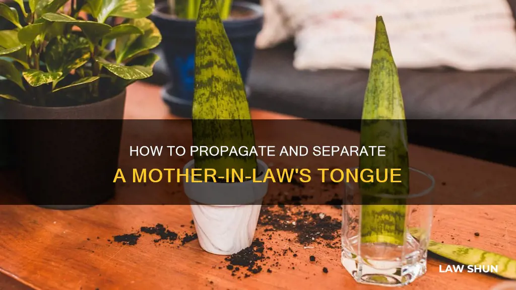 can you separate mother in laws tongue