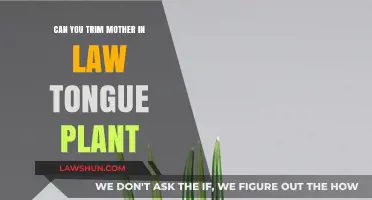 Trimming a Mother-in-Law's Tongue: A How-to Guide