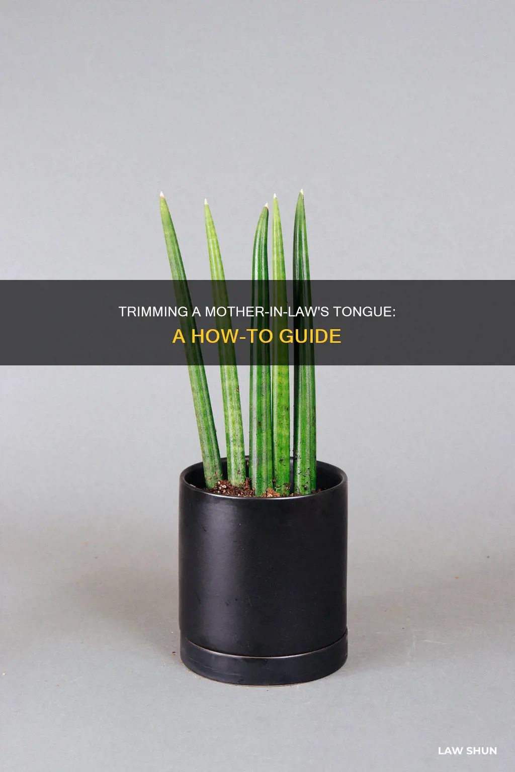 can you trim mother in law tongue plant