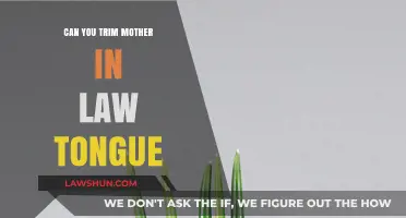 Trimming Mother-in-Law's Tongue: An Easy Guide to Success