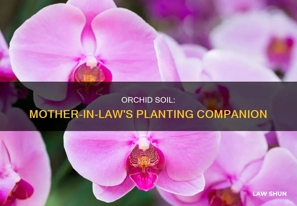 can you use orchid soil for mother in law