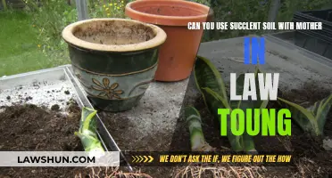 Succulent Soil: Friend or Foe for Mother-in-Law's Tongue?
