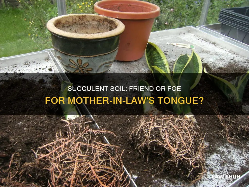 can you use succlent soil with mother in law toung