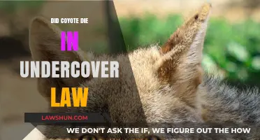 Unveiling the Truth: Coyote's Fate in Undercover Law Saga