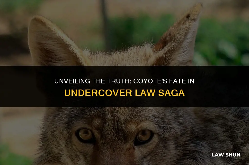 did coyote die in undercover law