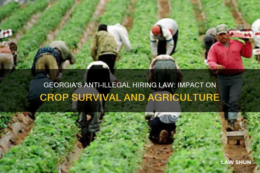 did georgia crops die due to law against hiring illegals