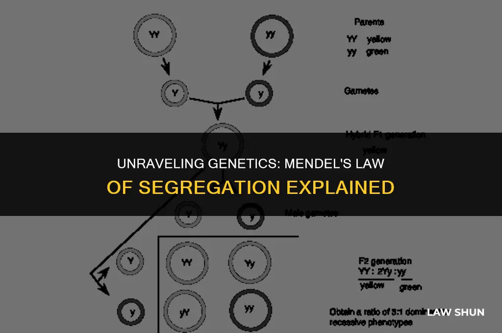 did mendel discover law of segregation