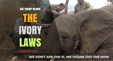 Trump's Reversal: The Controversial Decision on Ivory Laws