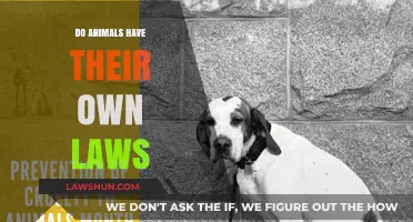 Nature's Governance: Exploring the Intricate Social Laws of Animal Kingdoms