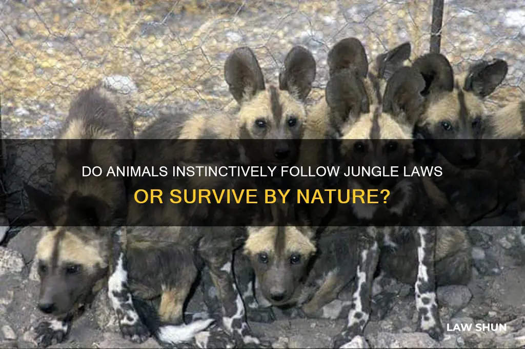 do animals need to khnow the law of the jungle