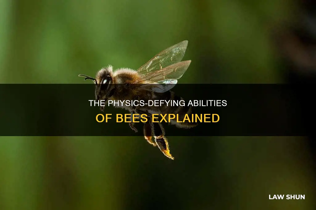 do bees actually break the laws of physics