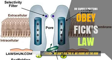 Do Carrier Proteins Follow Fick's Law in Membrane Transport?