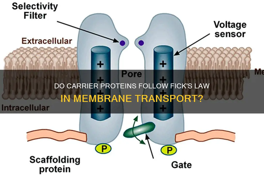 do carrier proteins obey fick