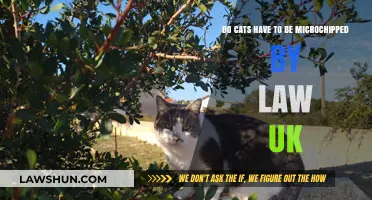 Microchipping Cats: UK Law and Your Pet