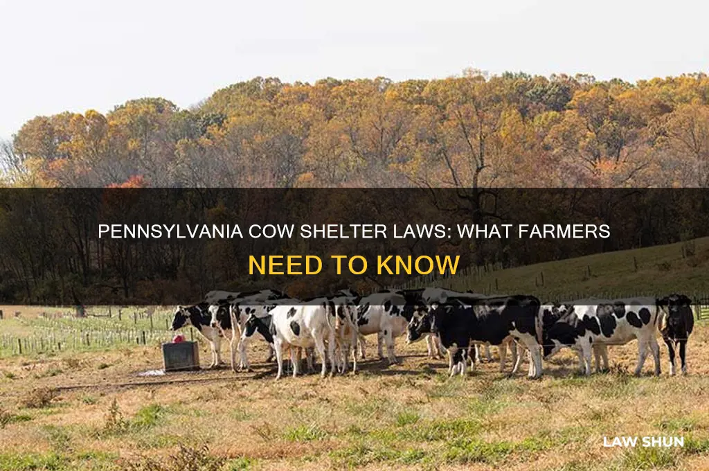 do cows in pennsylvania have to have shelter by law