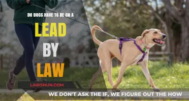 Legal Leash Laws: Understanding Dog Lead Requirements in Public Spaces