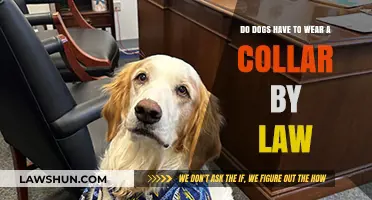 Legal Collar Requirements: Must Dogs Wear Them by Law?