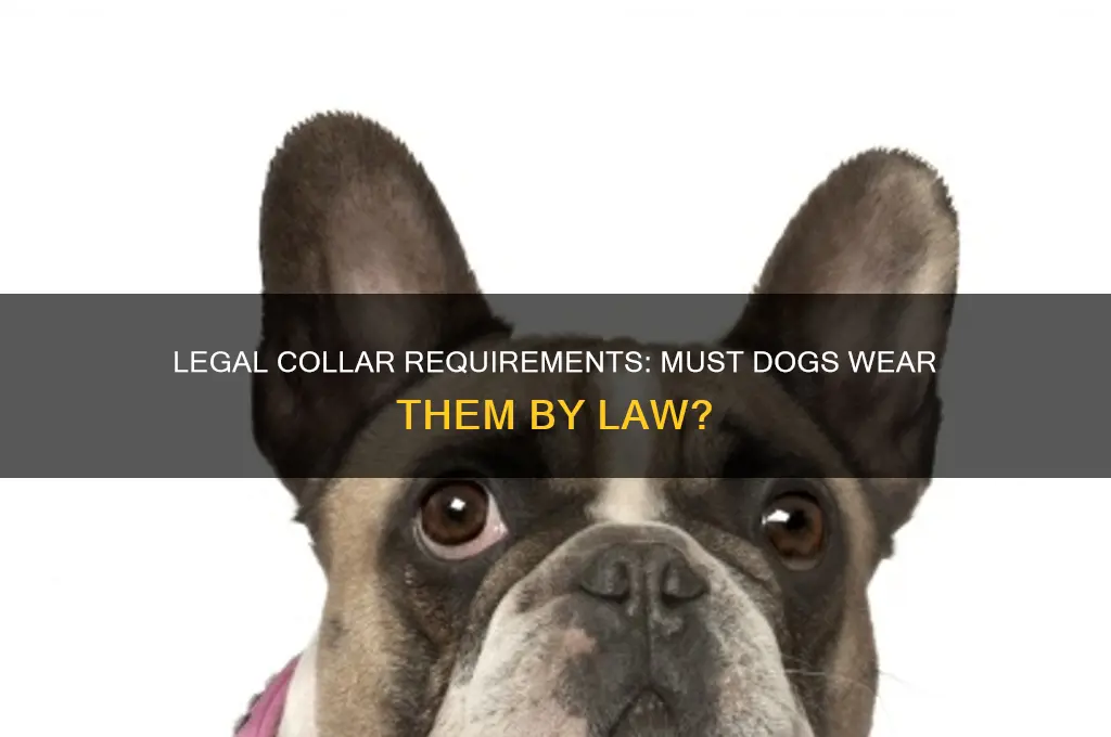 do dogs have to wear a collar by law