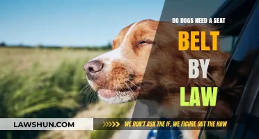 Are Dog Seat Belts Legally Required? Understanding Pet Safety Laws