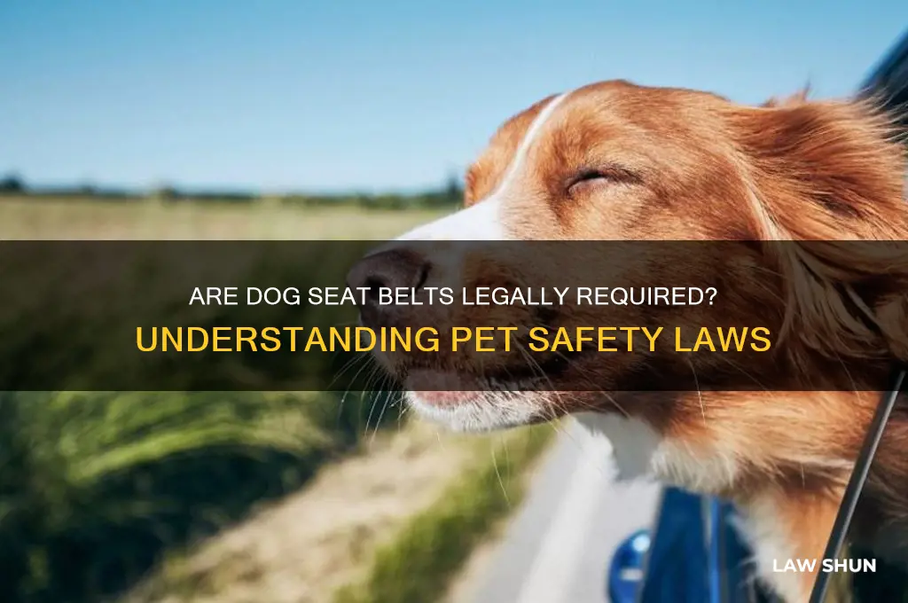 do dogs need a seat belt by law