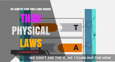 Does Genetic Code Transcend Physical Laws? Exploring the Hierarchy of Nature