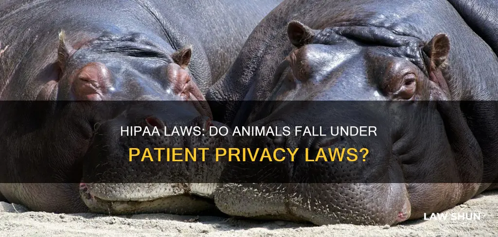 do hipa laws apply to animals