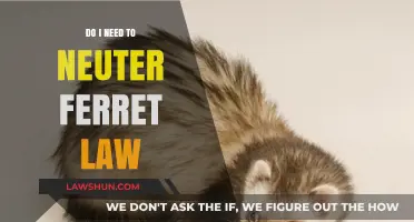 Understanding Ferret Neuter Laws: Legal Requirements and Owner Responsibilities