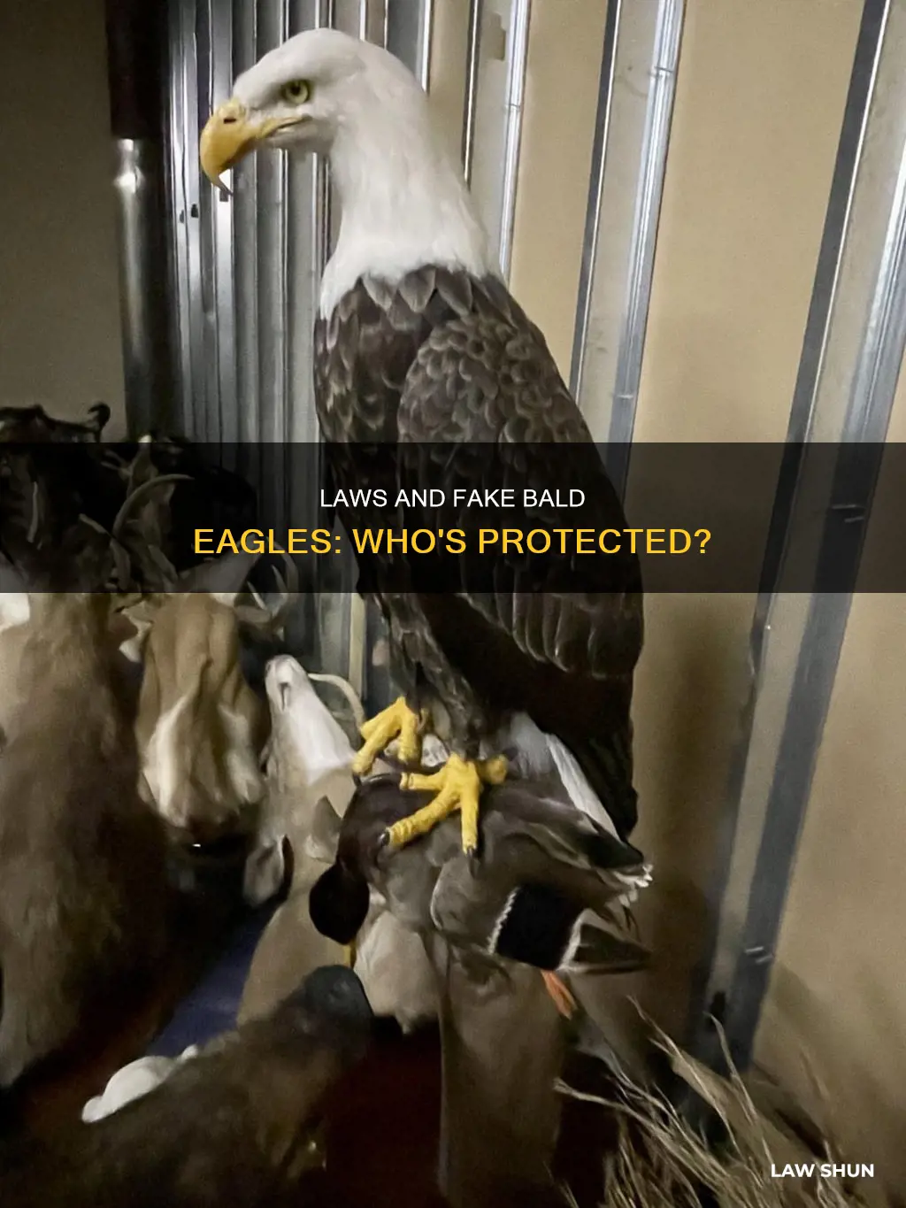 do laws apply to fake bald eagles