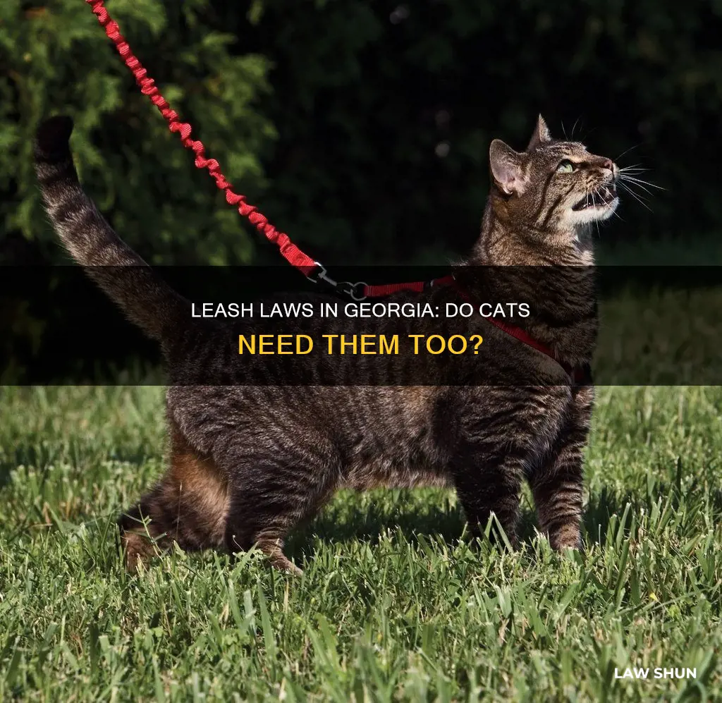 do leash laws apply to cats in georgia