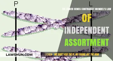 Linked Genes vs. Mendel's Law: Unraveling the Independent Assortment Paradox