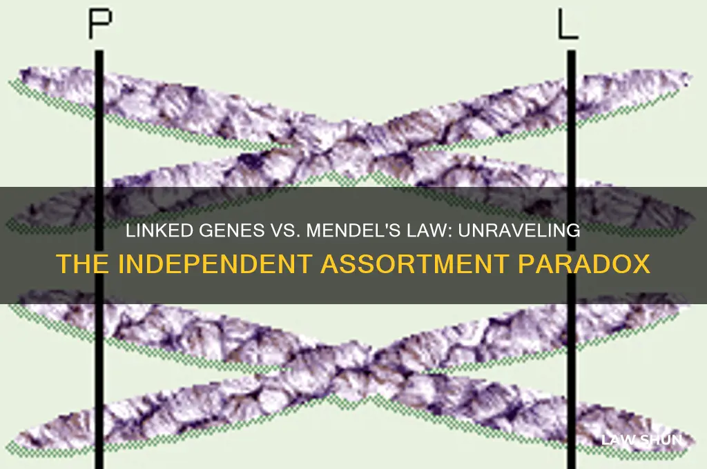 do linked genes contradict mendel
