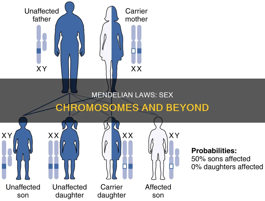 do mendels laws apply in sex chromosomes