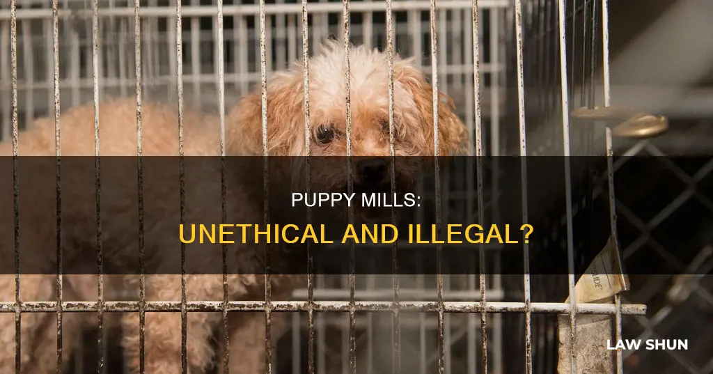 do puppy mills break laws