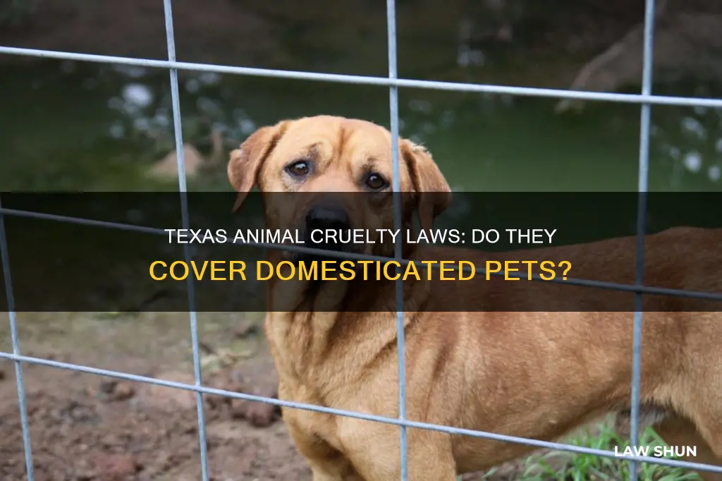 do texas animal cruelty laws apply to domesticated