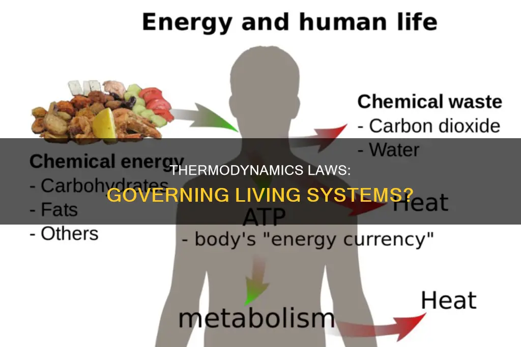 do the laws of thermodynamics apply to living systems