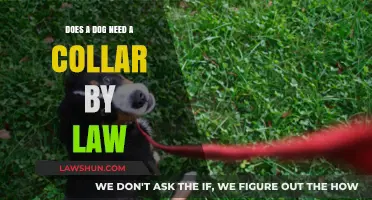 Is a Dog Collar Legally Required? Understanding Pet Ownership Laws