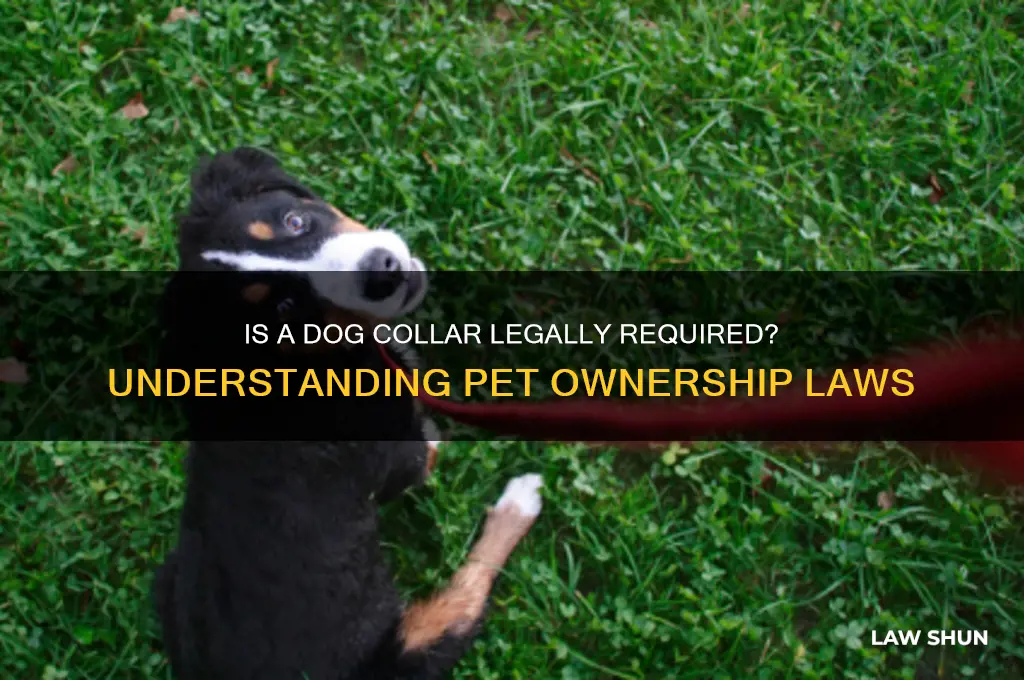 does a dog need a collar by law